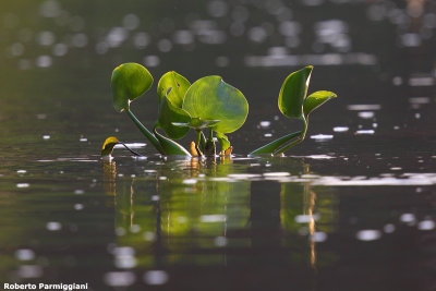 Natural art