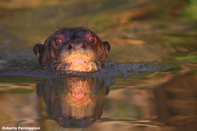 Pteronura brasiliensis (gint otter - lontra gigante)