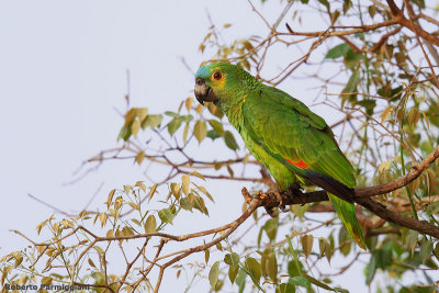 Amazona aestiva (blue fronted parrot - amazone fronte blu)