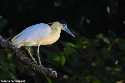 Pilherodius pileateus (capped heron - airone dal cappuccio)
