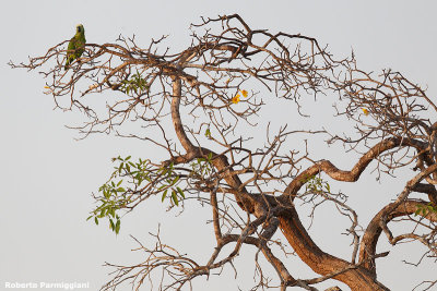 Amazona aestiva (blue fronted parrot - amazone fronte blu)