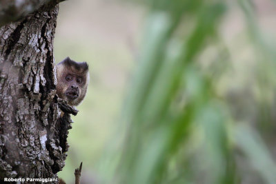 Cebus capucinus (brown capuchin monkey - scimmia cappuccina)