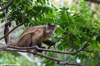 Cebus capucinus (brown capuchin monkey - scimmia cappuccina)