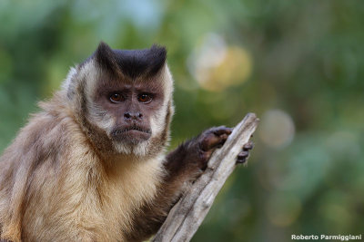 Cebus capucinus (brown capuchin monkey - scimmia cappuccina)