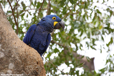 Anodorhynchu shyacinthinus (hyacinth macaw - ara giacinto)