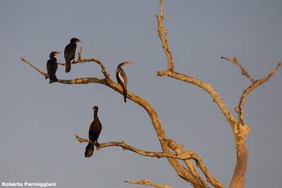 Pantanal sunset
