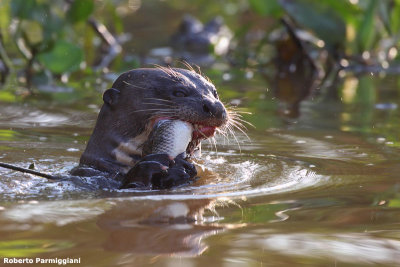 Pteronura brasiliensis (gint otter - lontra gigante)
