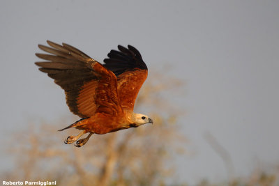 Busareullus nigricollis (black collared hawk - falco dal collare nero)