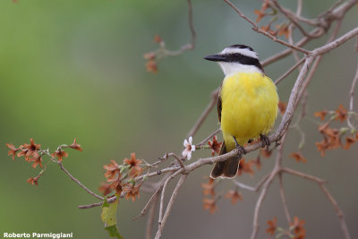 pitangus sulphuratus (great kiskadee - pitango solforato)