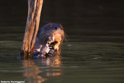 Pteronura brasiliensis (gint otter - lontra gigante)