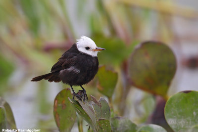 Arundinicola leucocephala (withe headed marsh tyrant - tiranno testa bianca di palude)