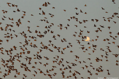 Sturnus vulgaris (common starling-storno)