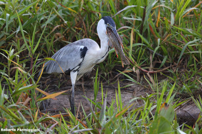 Ardea cocoi (cocoi heron - airone cocoi)