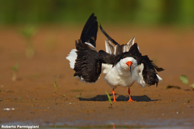 Rynchops niger (black skimmer - sterna becco di cesoia)