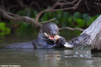 Pteronura brasiliensis (gint otter - lontra gigante)