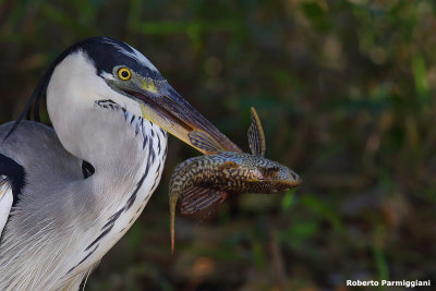 Ardea cocoi (cocoi heron - airone cocoi)