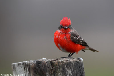 Pyrocephalus rubinus (vermilion flycatcher - pigliamosche rosso)