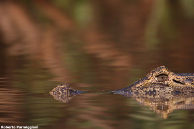 Caiman crocodilus (cayman - caimano)