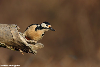 Dendrocopos major (graet spotted woodpecker-picchio rosso maggiore)