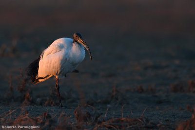 Threskiornis aethiopicus (sacred ibis - ibis sacro)