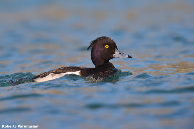 Aythya fuligula (tufted duck - moretta)