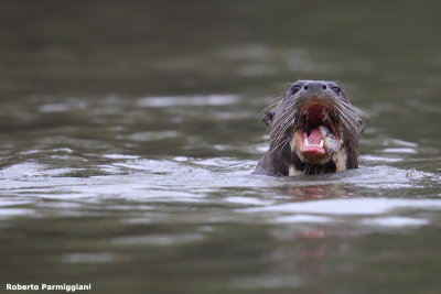 Pteronura brasiliensis (gint otter - lontra gigante)