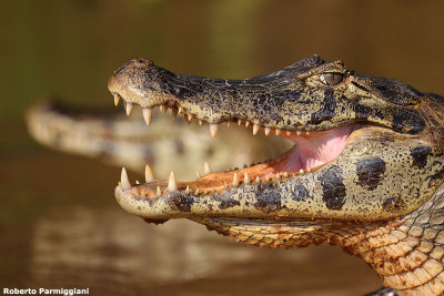 Caiman crocodilus (cayman - caimano)