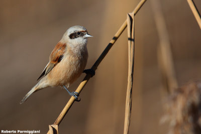 Remiz pendulinus (penduline tit-pendolino) 