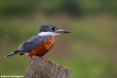 Megaceryle torquata (ringed kingfisher - martin pescatore gigante)