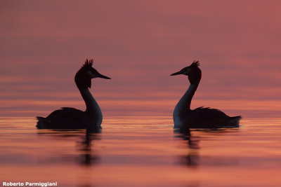 Podiceps cristatus (great crested grebe - svasso maggiore)