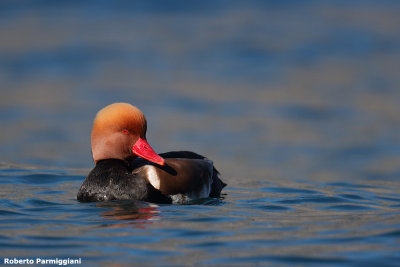 Netta rufina (red crested pochard - fistione turco)