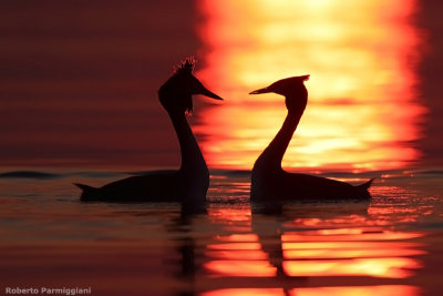 Podiceps cristatus (great crested grebe - svasso maggiore)