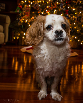 12 dogs of Christmas: Gavin