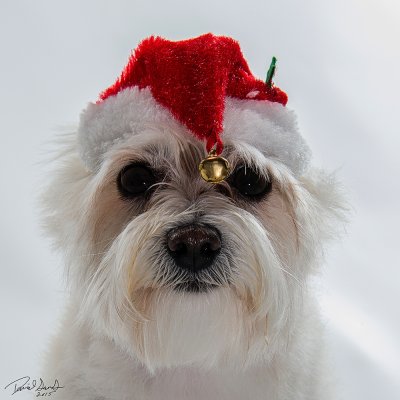 12 Dogs of Christmas: Kona