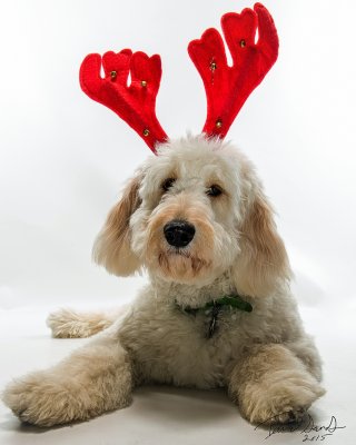 12 Dogs of Christmas: Flynn