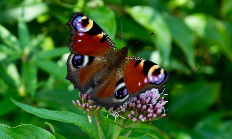 vlinder