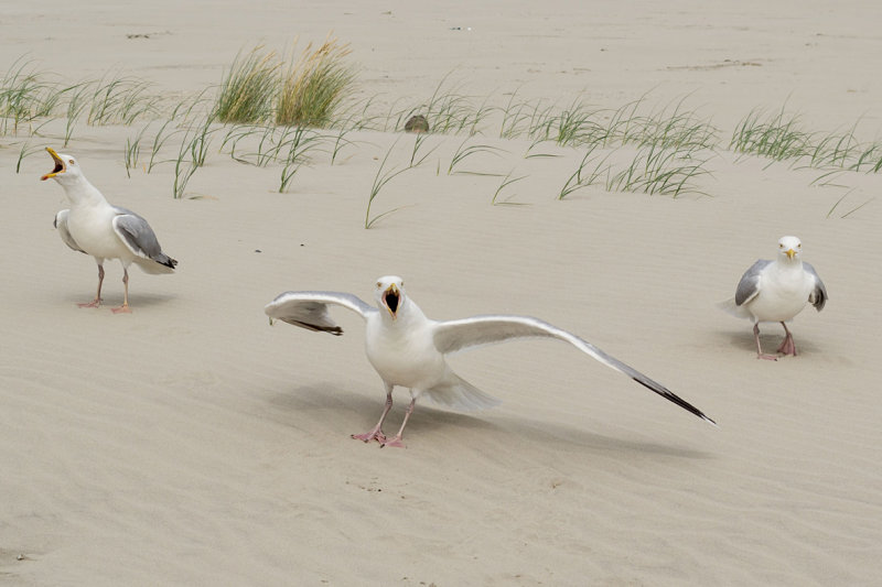 Seagull.jpg