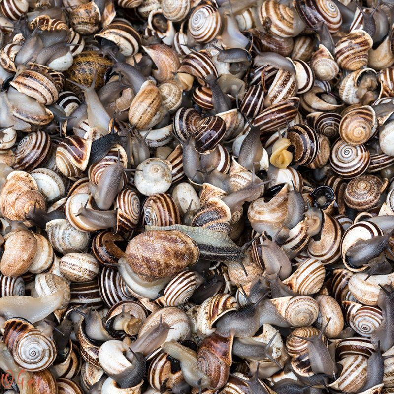 Snails are waiting for the cook