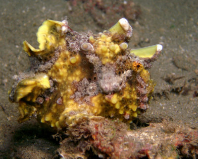 P8292096_Yellow warty Clown Frog Fish_10by8.jpg