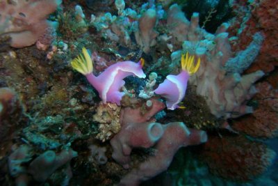 P8302494_Mating Nudibranchs2.jpg