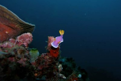 P8302603_NUDIBRANCH_PURPLE IN BLUE.jpg