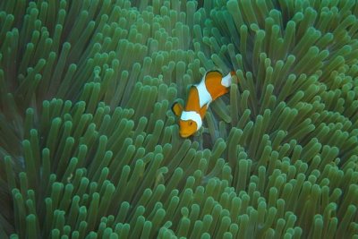 P8313463_Clown Fish.jpg