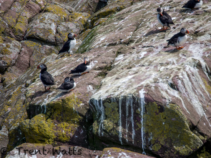 Atlantic Puffins on breeding ground rocks.
