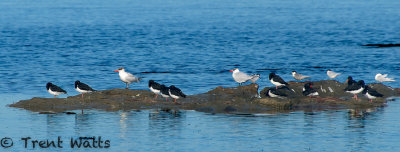 Caspian Tern, Variable Oystercatcher, White-fronted Tern