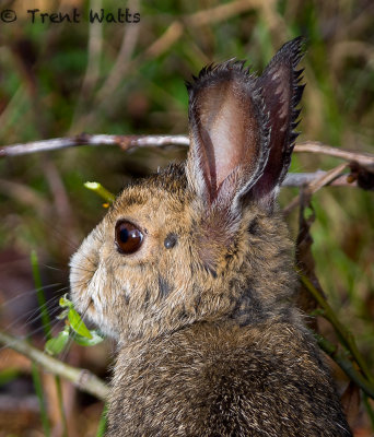 Nuttalls Cottontail with tick attached close to eye.