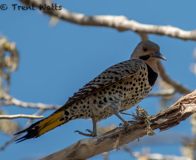 Northern Flicker, Yellow-shafted form, Male