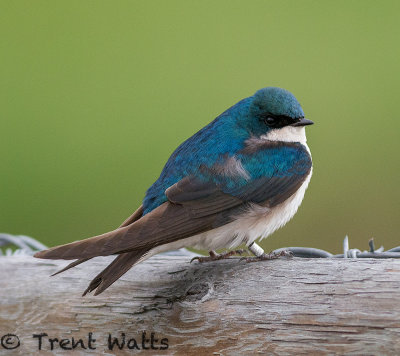 Tree Swallow with leg band