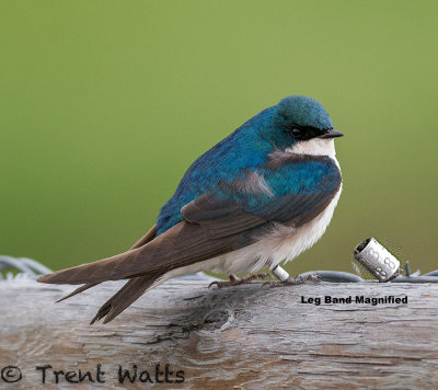 Tree Swallow with leg band magnified.