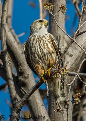 Merlin (Male)