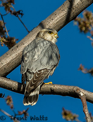Merlin (Male)
